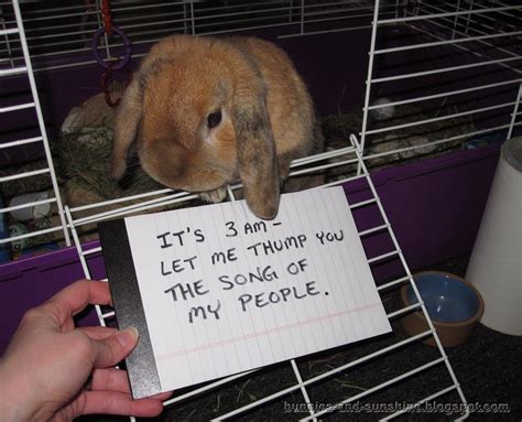 bunny shaming